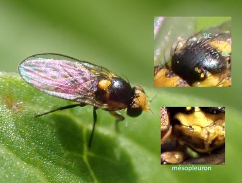 Liriomyza sp.